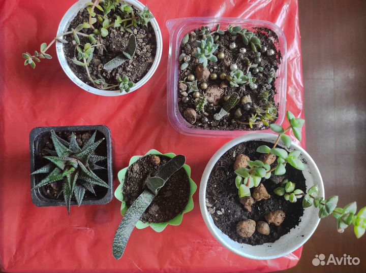 Суккуленты