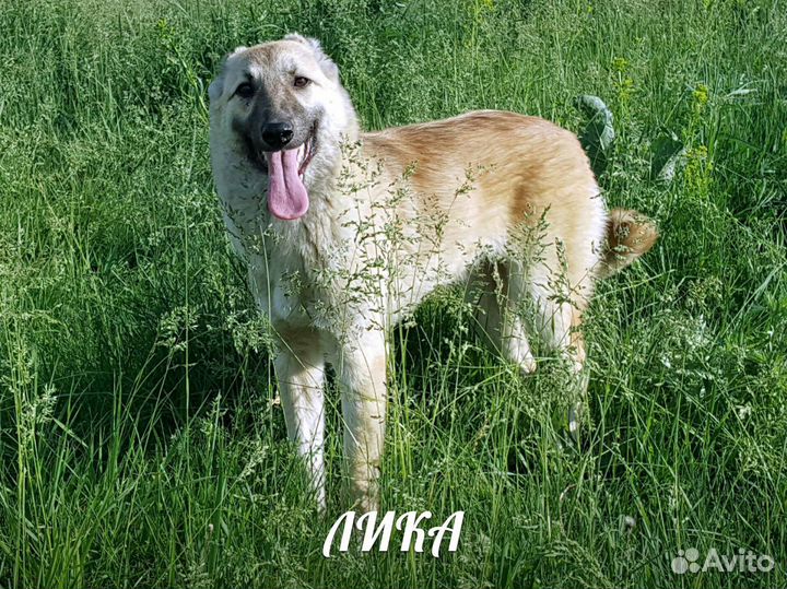 Собака в добрые руки