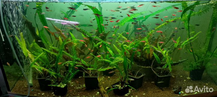 Аквариумные рыбки