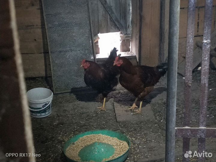 Молодые петухи