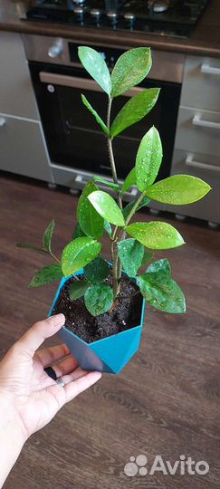 Замиокулькас