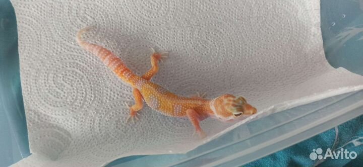 Геккон эублефар