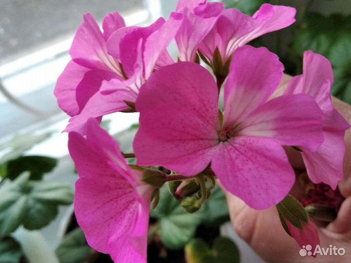 Цветы канны