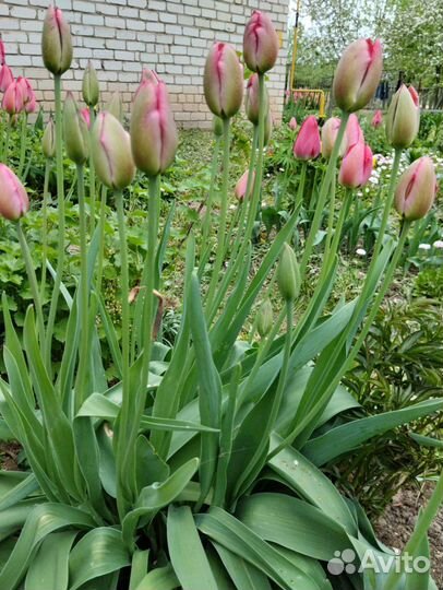 Многолетние цветы