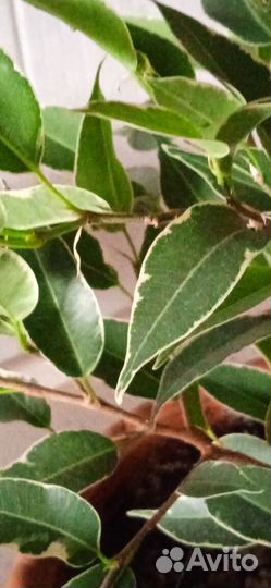 Комнатные цветы