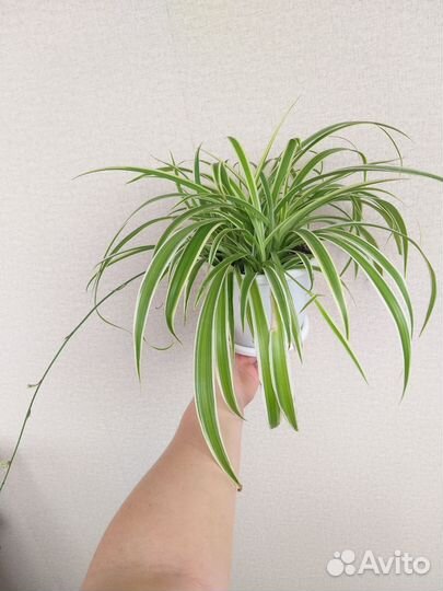 Хлорофитум