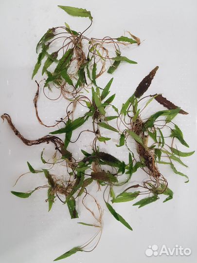 Аквариумные растения за шоколад :)