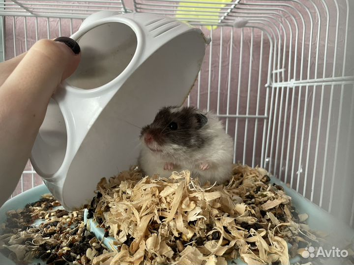 Хомяк с клеткой