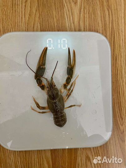 Живые и вареные раки