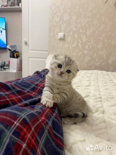 Шотландские котята