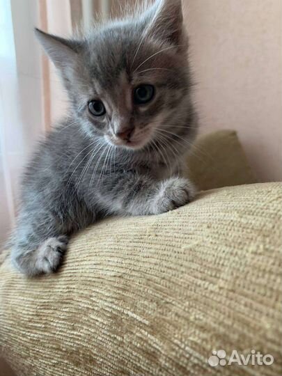 Котята бесплатно