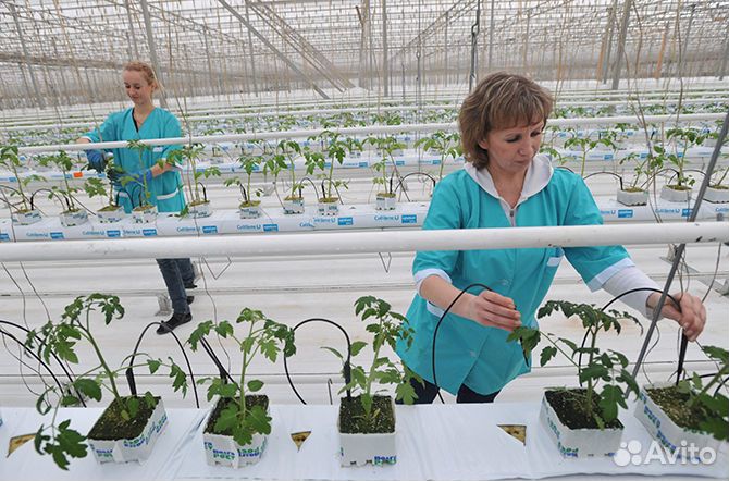 Помощник по хозяйству в теплицы вахта с жильем