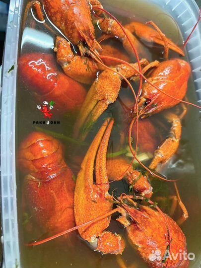 Раки для семейного ужина от 3 кг