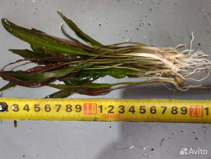 Аквариумные водоросли