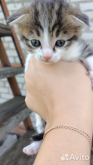 Кошка в дар бесплатно