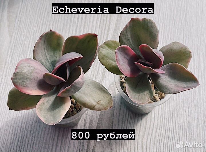 Суккуленты. Эхеверии