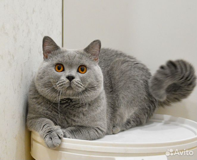 Чистокровный британец
