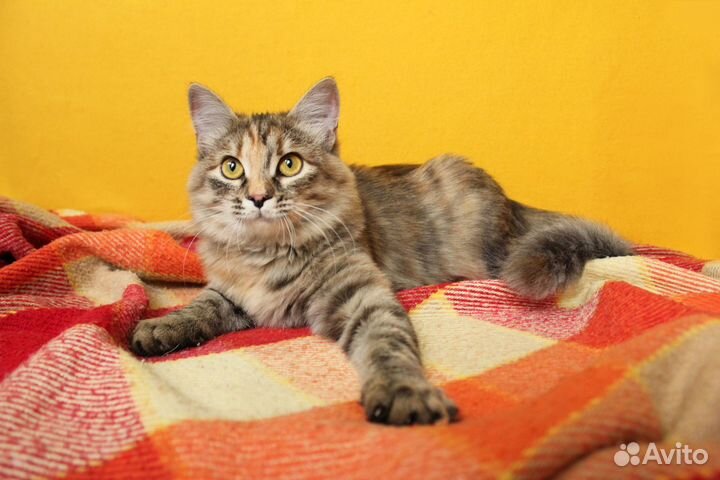 Кошечка Лилу ищет дом