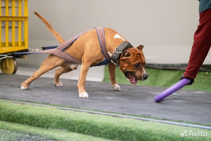 Кобель для вязки амстафф аст