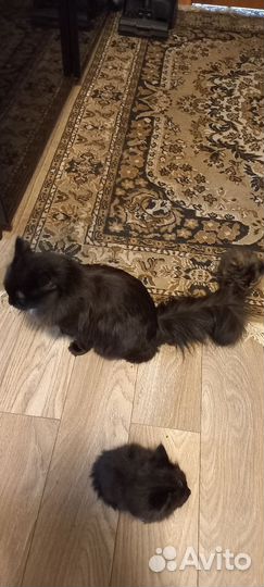 Сибирские котята