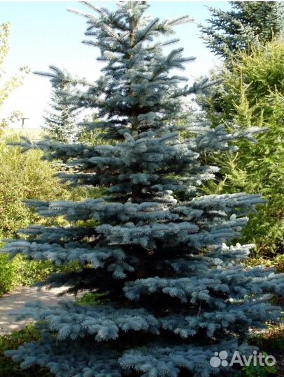 Голубая ель продажа
