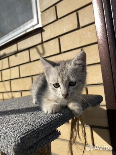 Котики бесплатно