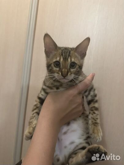 Бенгальские котята