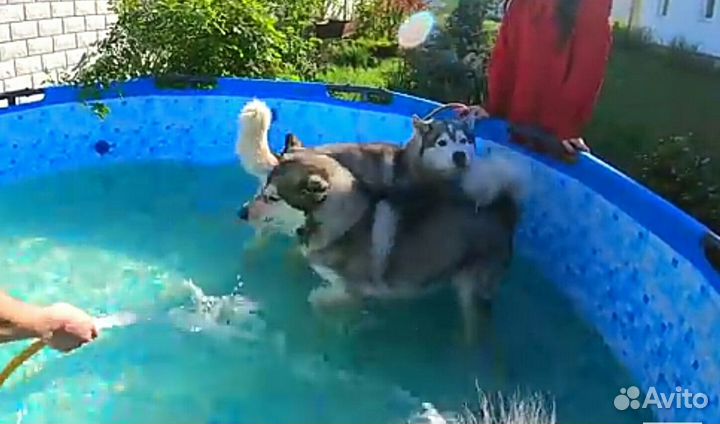 Каркасный бассейн 305х100 новый + доставка наша