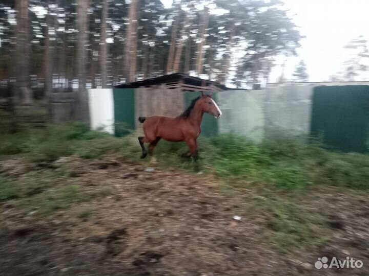 Продажа лошадей