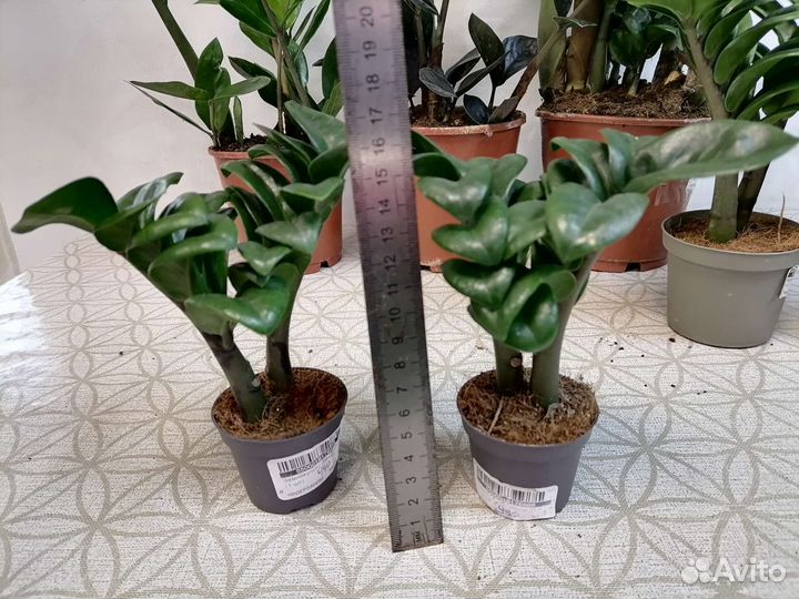 Замиокулькасы разные