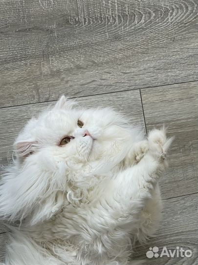 Шотландский кот вязка