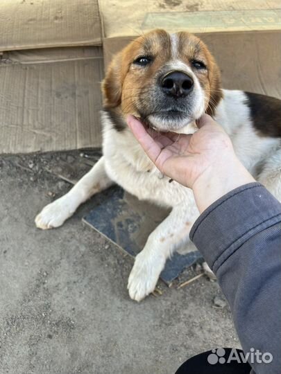 Собака в добрые руки