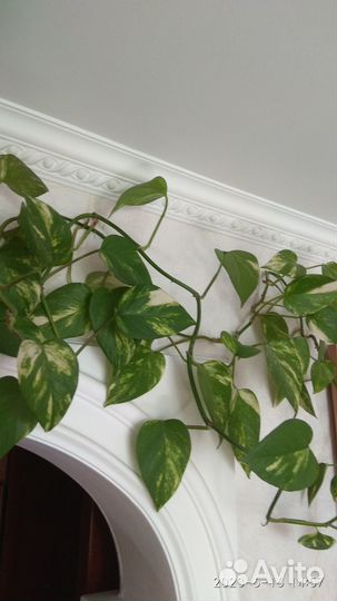 Сциндапсус