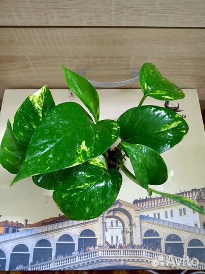 Комнатные растения