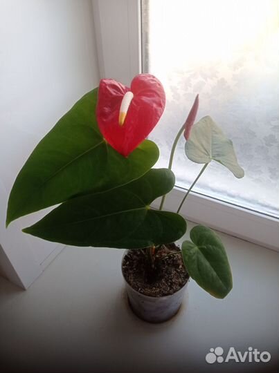 Антуриум Dakota старая