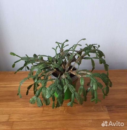 Декабрист зигокактус взрослый цветущий