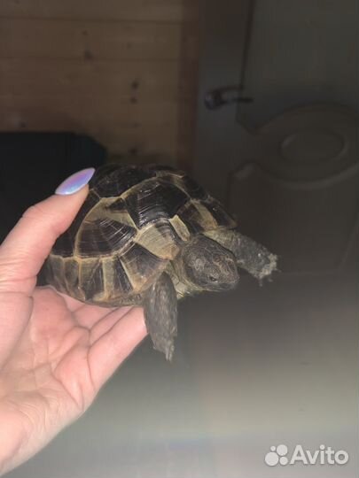 Черепаха