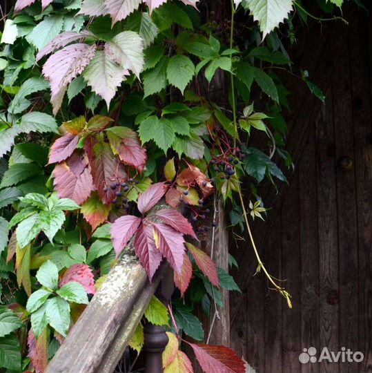 Жимолость Каприфоль, хмель, девичий виноград
