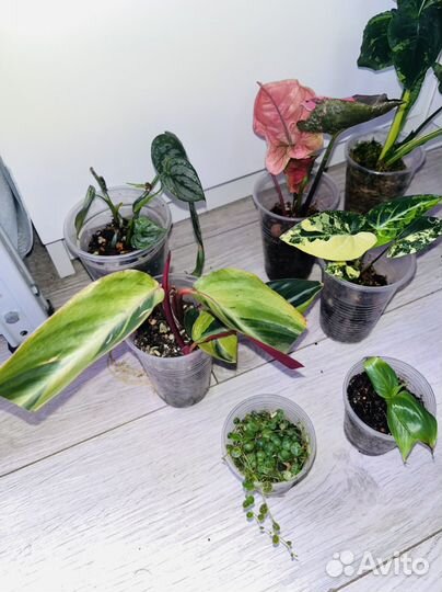 Набор комнатных растений ч.4