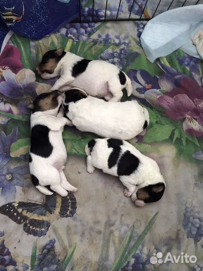 Фокстерьер жесткошерстный щенки