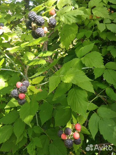 Черная малина кумберленд