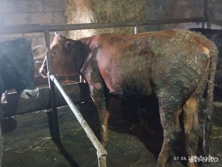 С/х животные бычки