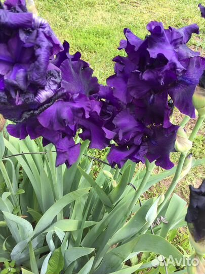 Ирис бородатый