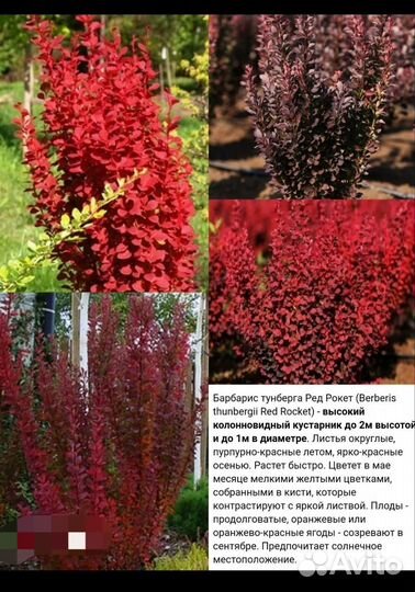 Ель Коника, Барбарисы лимончелло, Хелмон Пилар