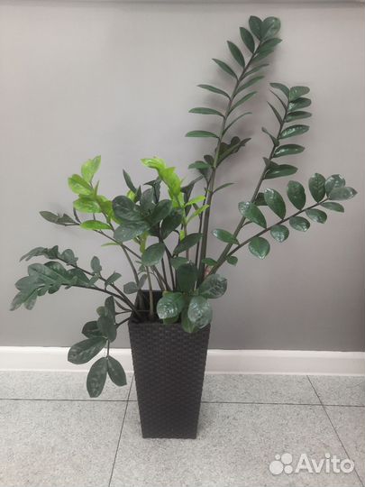 Спатифиллум, Традисканция