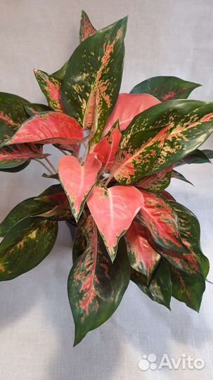 Аглаонема Boonsetthi