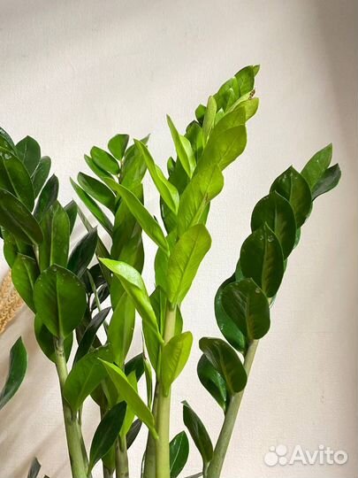 Замиокулькас