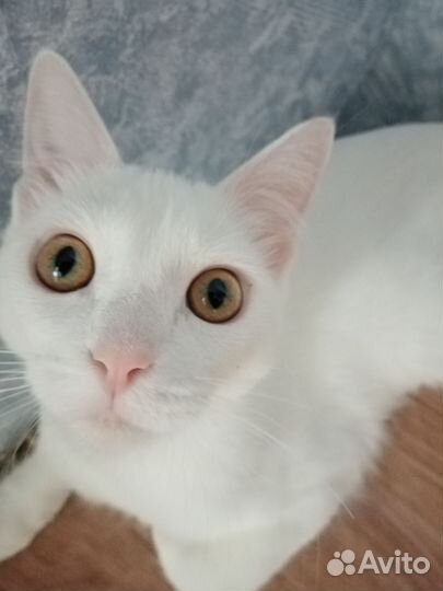 Кошка белая