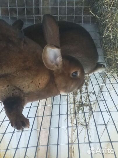 Кролики породы-Рекс