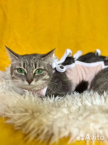 Кошка в дар